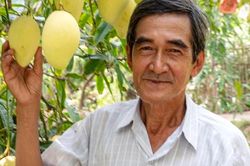 Đồng Tháp: Phát triển bền vững ngành xoài