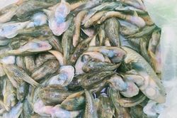 Cá chết hàng loạt trên sông Nước Bưu ở Quảng Nam