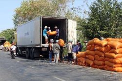 Sóc Trăng xuất khẩu gạo 4 tháng tăng hơn 50%