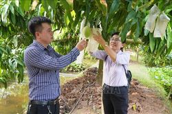 Nâng cao giá trị và phát triển bền vững ngành hàng xoài