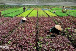 Văn nghệ sĩ sinh năm 1975: Khát khao được cống hiến