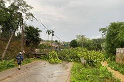 Phú Thọ: Mưa lớn làm 243 nhà bị tốc mái, 1.300 ha lúa ngô bị thiệt hại