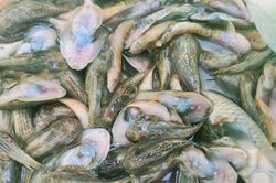 Cá trên sông Nước Bươu, Quảng Nam bị tận diệt?