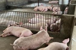 Chăn nuôi lợn gặp khó khăn vì giá thức ăn tăng cao
