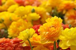Tử vi 12 cung hoàng đạo 30/4: Bạch Dương giỏi kiếm tiền