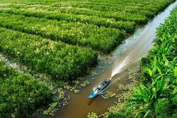 Rừng U Minh - Xứ sở hoa tràm trù phú