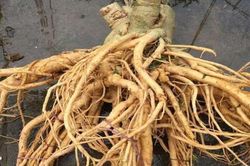 Loại củ được ví là nhân sâm của người nghèo, cực tốt cho khí huyết: Việt Nam có nhiều mà ít người biết