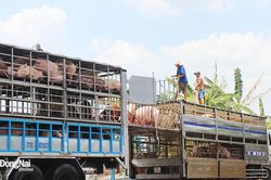 Đồng Nai cung cấp cho TP.HCM khoảng 4.750 con heo thịt