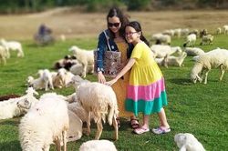 Đồi cừu đẹp như phim ở Bà Rịa - Vũng Tàu hút du khách dịp lễ