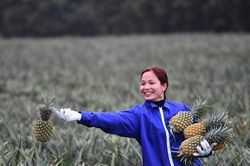 Sử dụng rác thải nông nghiệp, doanh nghiệp tiết kiệm hàng chục tỷ đồng mỗi năm