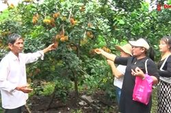 Sẵn sàng cho mùa du lịch vườn trái cây