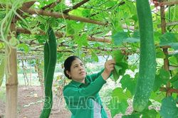 Nông dân Lào Cai tích cực ra đồng sản xuất