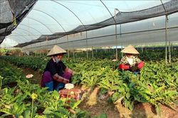 Khơi thông điểm nghẽn dòng vốn