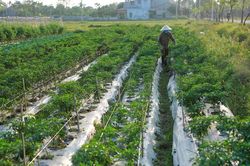Giảm thiểu chất thải nhựa trong sản xuất nông nghiệp