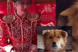 Cô chủ trang điểm lộng lẫy, chó cưng sốc nặng không tin vào mắt mình