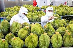 Trung Quốc chi hơn 130 triệu USD nhập khẩu sầu riêng Việt Nam