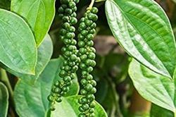 Giá tiêu hôm nay 4/5/2023, nguồn cung thiếu hụt, xuất hiện yếu tố tăng mua từ Trung Quốc, thị trường diễn biến tích cực