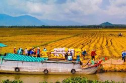 Nông nghiệp Đồng bằng sông Cửu Long: Gỡ 'vòng kim cô' để 'cất cánh'