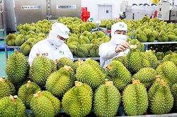 Sầu riêng xuất khẩu mạnh nhưng không nên tăng trưởng 'quá nóng'
