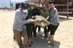 Thả cá thể vích nặng hơn 100 kg về môi trường biển