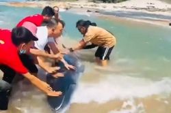Du khách giải cứu thành công cá voi bị mắc cạn