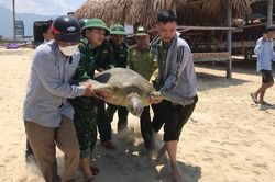 Cứu hộ thành công cá thể Vích quý hiếm nặng hơn 100kg tại Lăng Cô