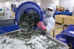 Vì sao tôm Việt xuất sang Mỹ giảm 46%?
