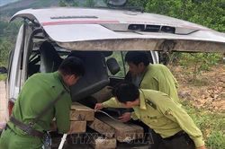 Quảng Ngãi: Liên tiếp phát hiện các xe chở gỗ không có chủ