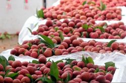 Tìm giải pháp để nông thủy sản, thực phẩm xuất khẩu không 'mang tiếng' chủ yếu là nguyên liệu
