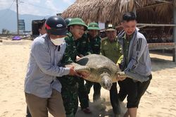 Rùa biển cực quý hiếm nặng 100kg bơi lạc vào khu vực đầm phá Thừa Thiên - Huế