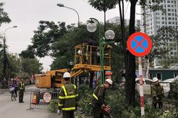 Hà Nội: Cắt tỉa, chỉnh trang 348.000 cây xanh