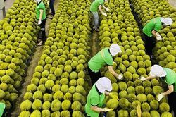 Sức bật của rau quả