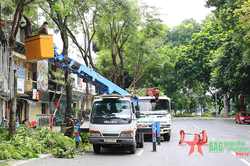 Hà Nội dự kiến cắt tỉa khoảng 348.000 cây xanh trước mùa mưa bão năm 2023
