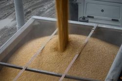Các bên họp bàn về việc gia hạn thỏa thuận ngũ cốc Biển Đen vào hôm nay