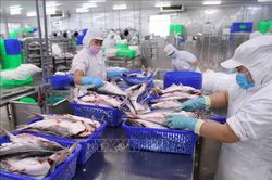 Xuất khẩu thủy sản khó khăn khiến giá nguyên liệu có xu hướng giảm