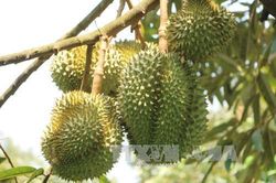 5 tấn sầu riêng Ri6 đã có mặt tại thị trường Anh