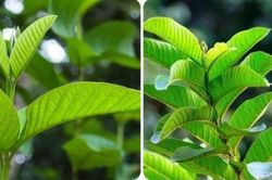 Tác dụng của lá ổi tươi
