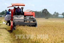 Xuất khẩu gạo tăng cao nhất trong các nông sản chính
