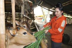 Phát triển kinh tế từ nuôi bò vỗ béo ở Yên Châu