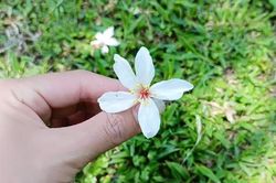 DÌU ANH...