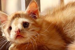 Câu chuyện cảm động về nghị lực của chú mèo bị xa lánh vì quá xấu xí