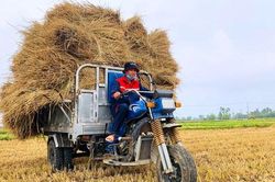 Quảng Nam: Người nông dân lao động giữa nắng nóng 'như đổ lửa'