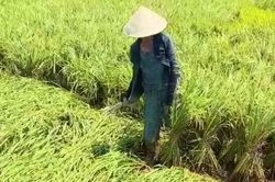 Quảng Bình: Dông lốc làm lúa sắp thu hoạch bị đổ, thuyền đánh cá chìm
