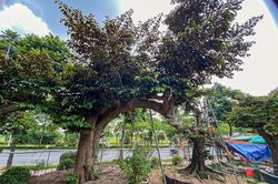 Sững sờ loạt vú sữa bonsai độc nhất Việt Nam