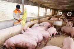 Giá lợn hơi ngày 8/5: Chưa có biến động mới, thấp nhất 51.000 đồng/kg