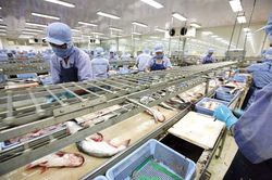 Kết quả kinh doanh ảm đạm quý đầu năm của các ông lớn ngành thủy sản