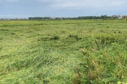 Giông lốc đánh chìm 9 thuyền nan của ngư dân, hàng ngàn ha lúa đổ rạp