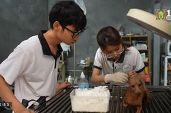 Cứu hộ vật nuôi (Nhịp sống Hà Nội ngày 08/05/2023)