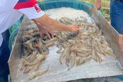 Giá tôm miền Tây tiếp tục giảm mạnh