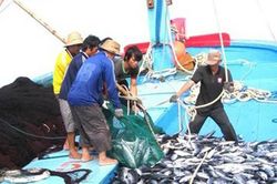 Bến Tre thực hiện nghiêm kế hoạch chống khai thác IUU